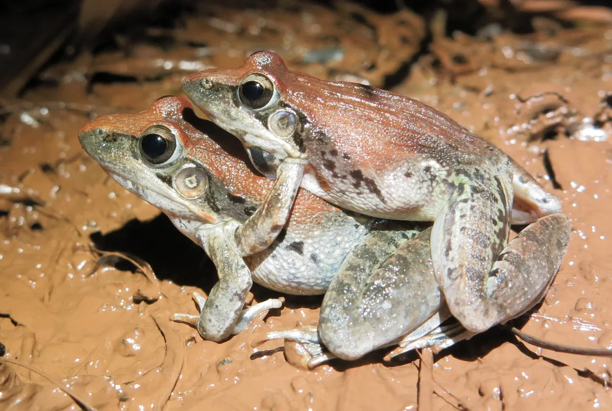 Benguella Grassland Frog