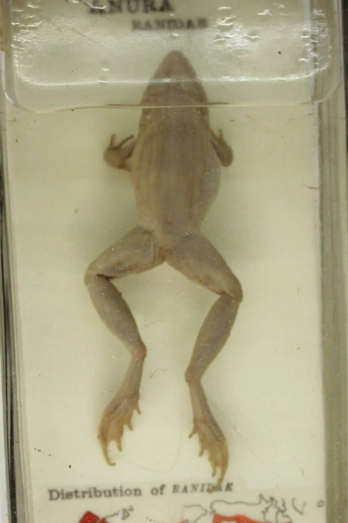 Broad-banded Ridged Frog