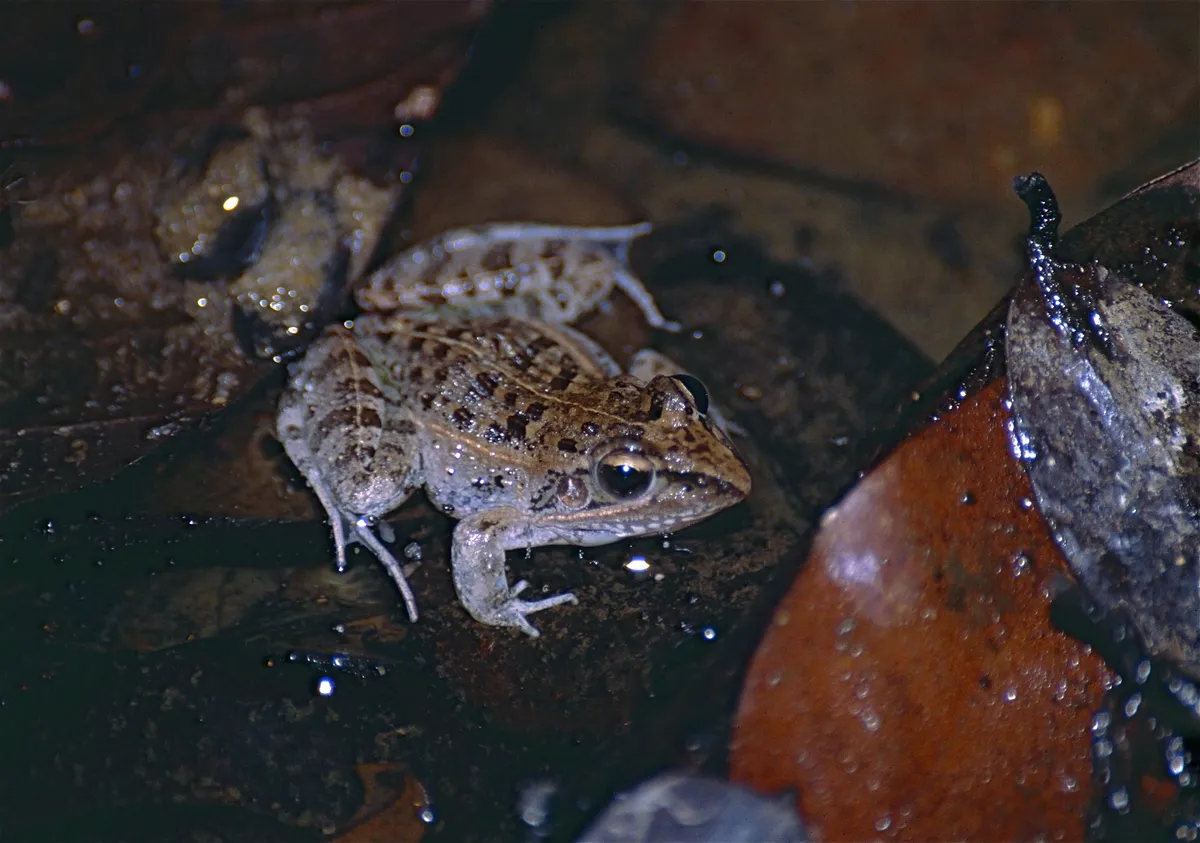 Broad-banded Ridged Frog
