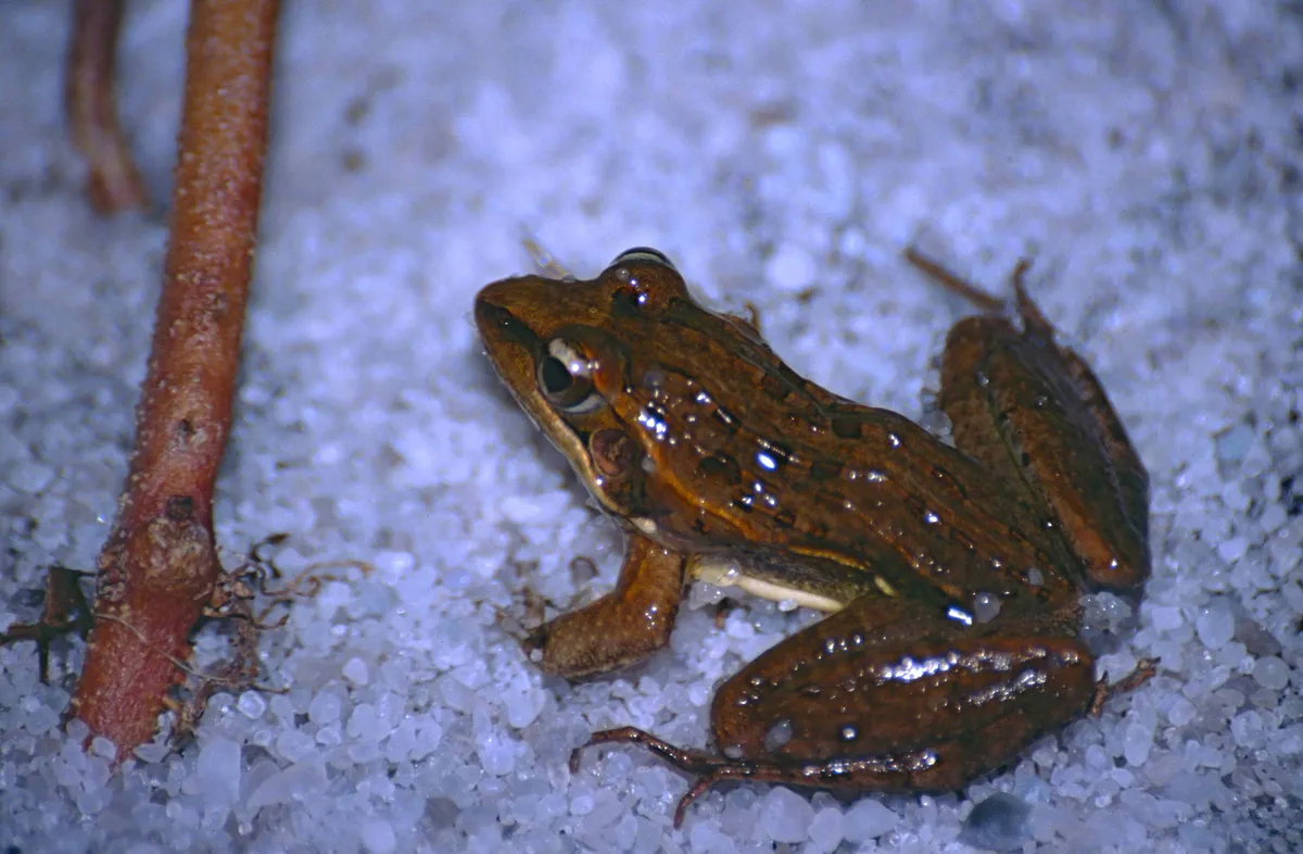 Broad-banded Ridged Frog