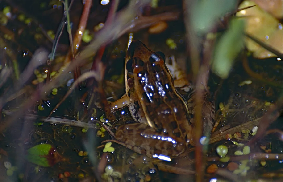 Broad-banded Ridged Frog