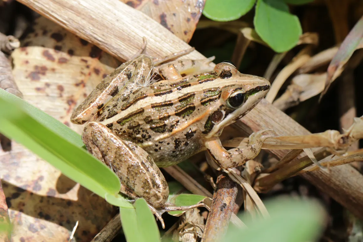 Broad-banded Ridged Frog