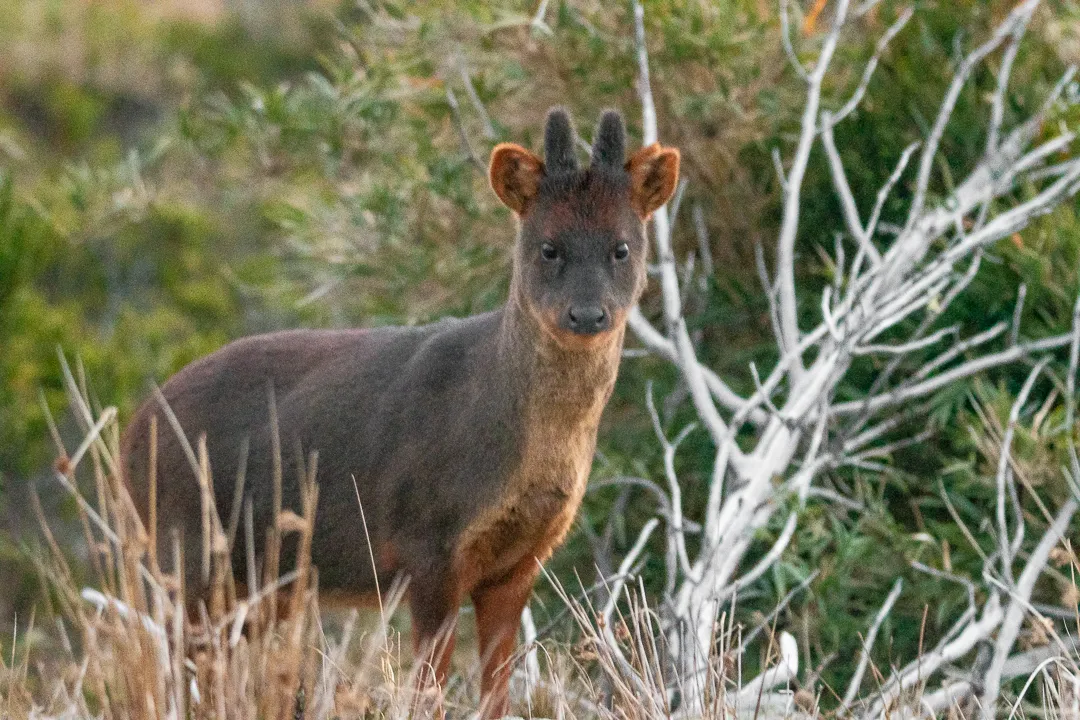 Southern Pudu