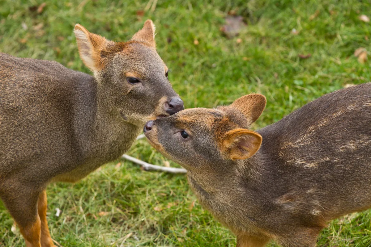 Southern Pudu