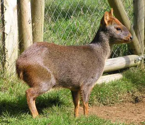 Southern Pudu