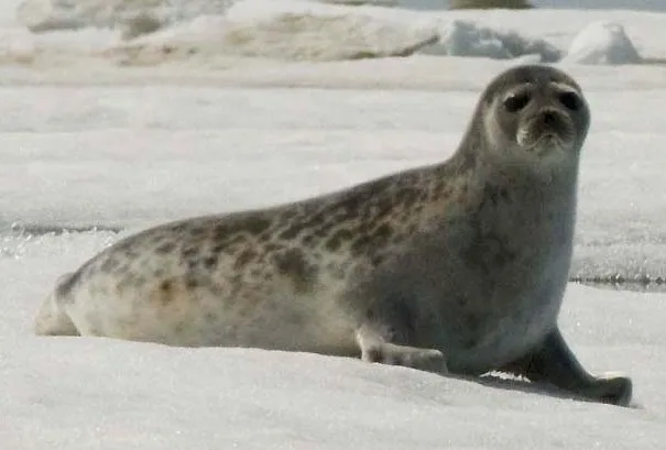 Ringed Seal