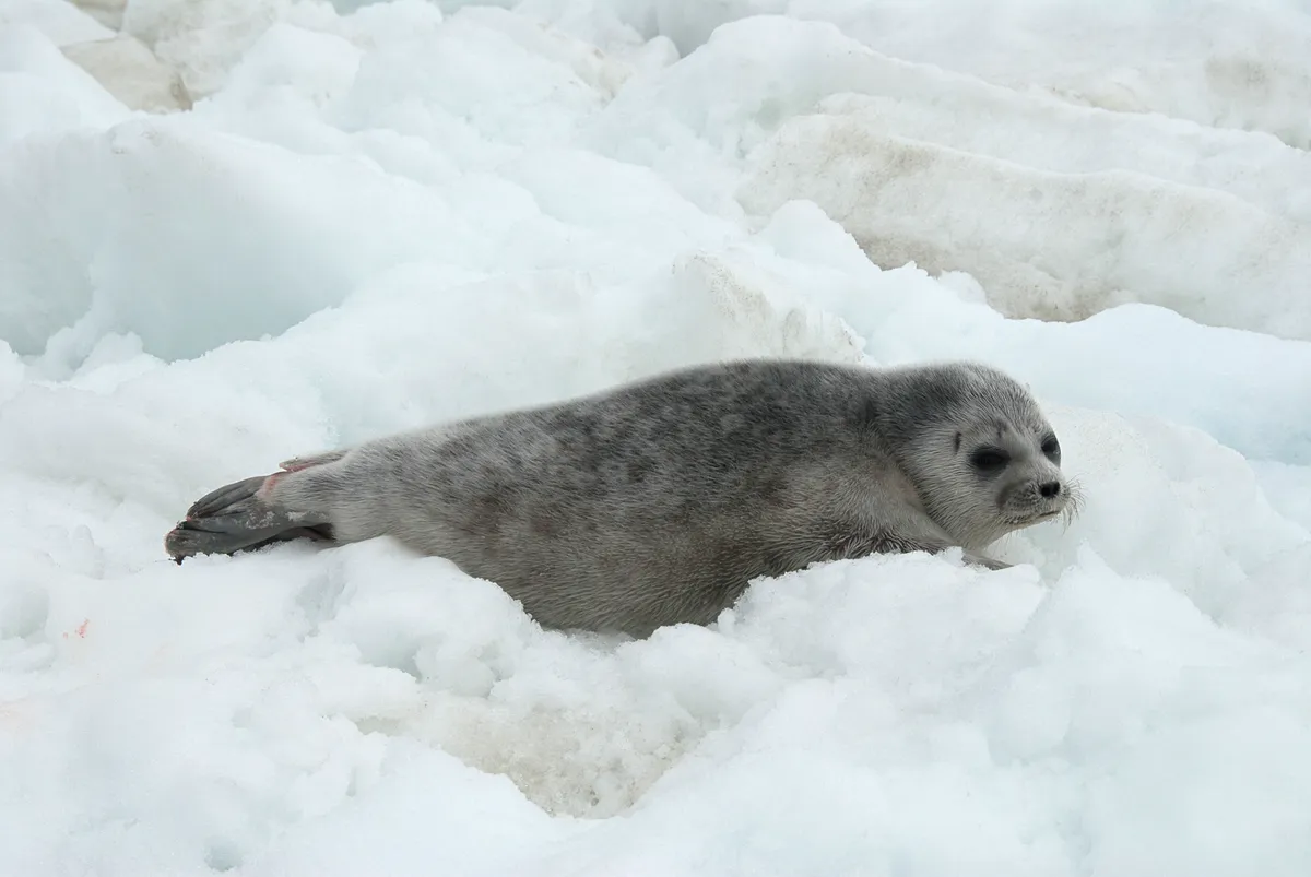 Ringed Seal