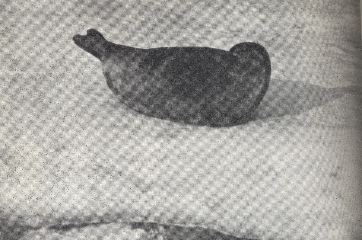 Ringed Seal