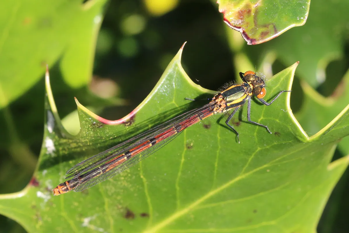 Large Red Damselfly