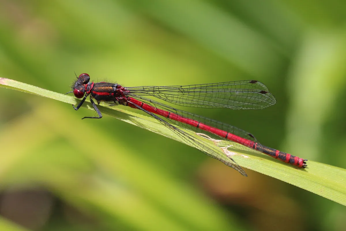 Large Red Damselfly