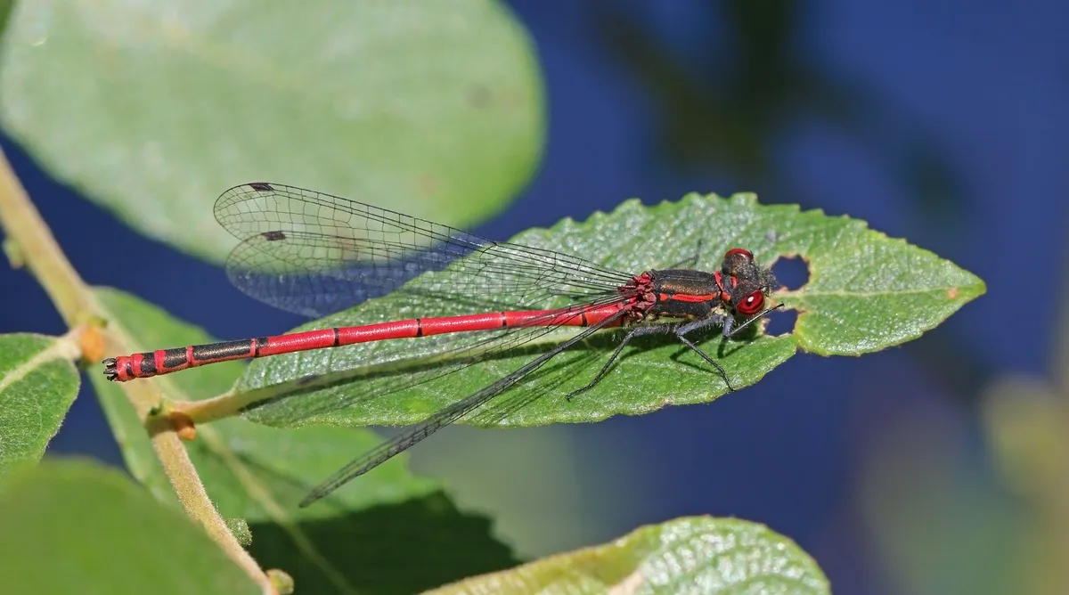 Large Red Damselfly