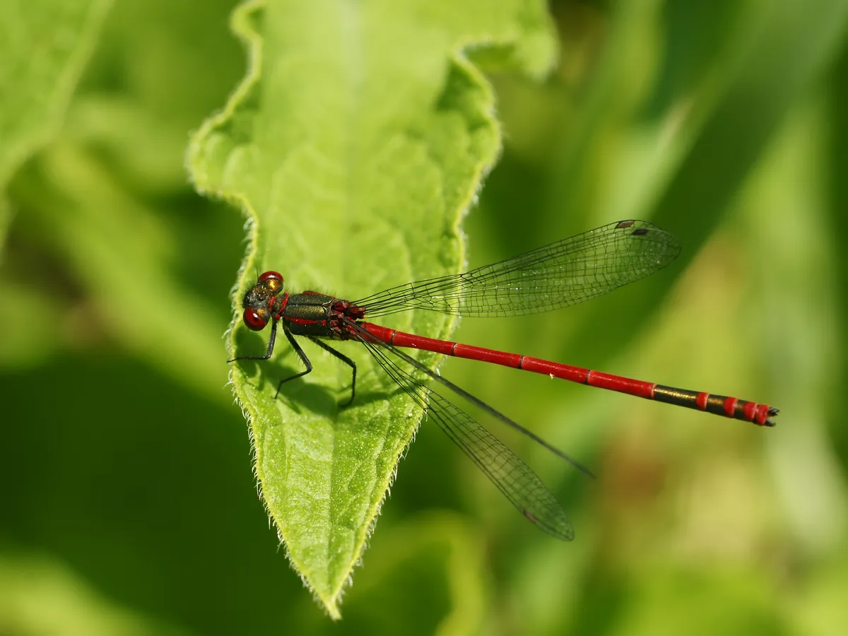 Large Red Damselfly