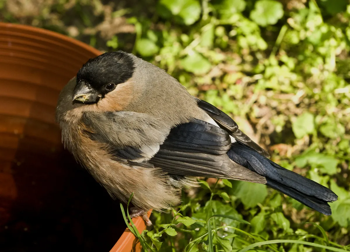 Eurasian Bullfinch