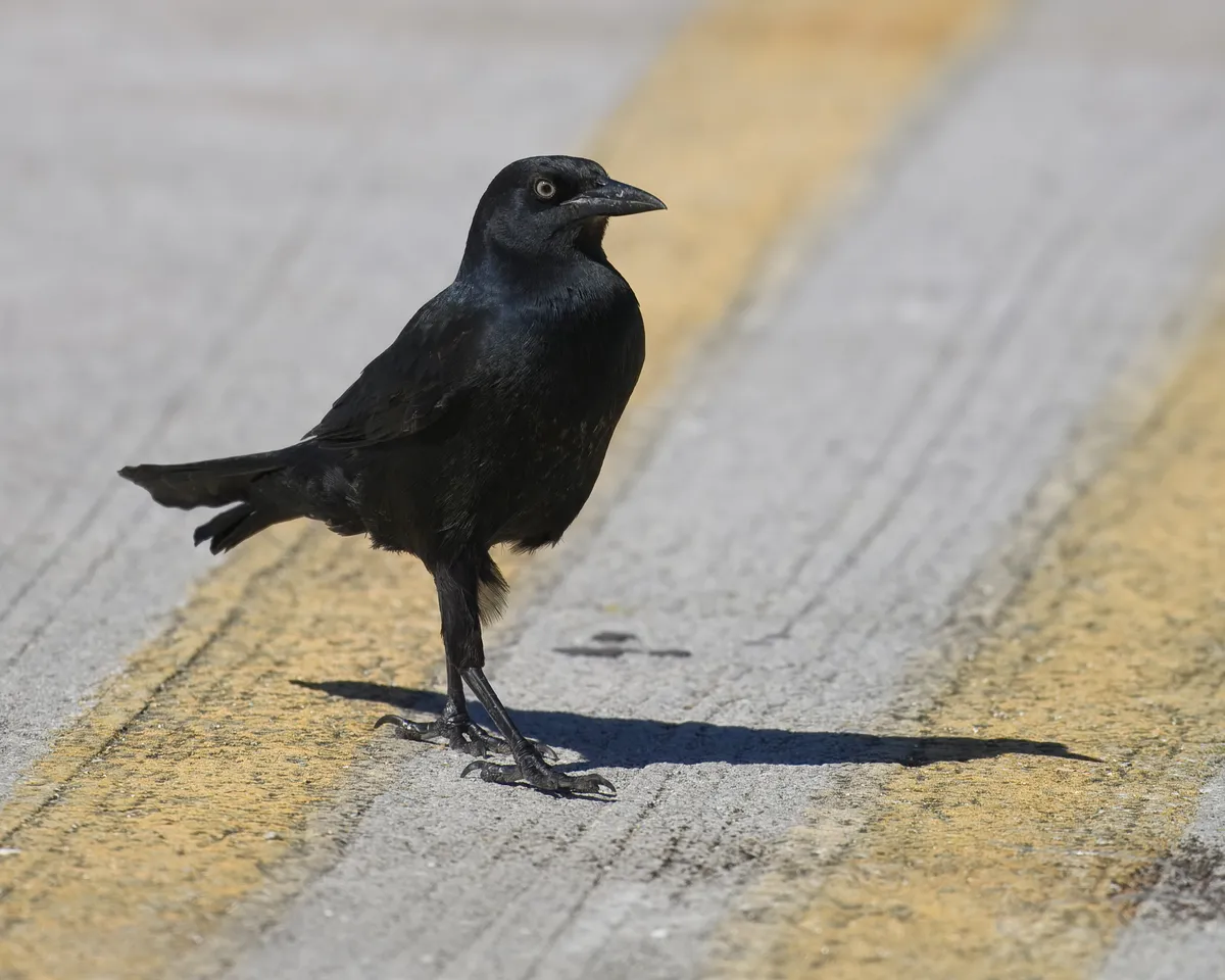 Boat-tailed Grackle