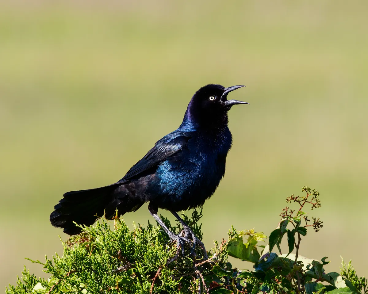 Boat-tailed Grackle