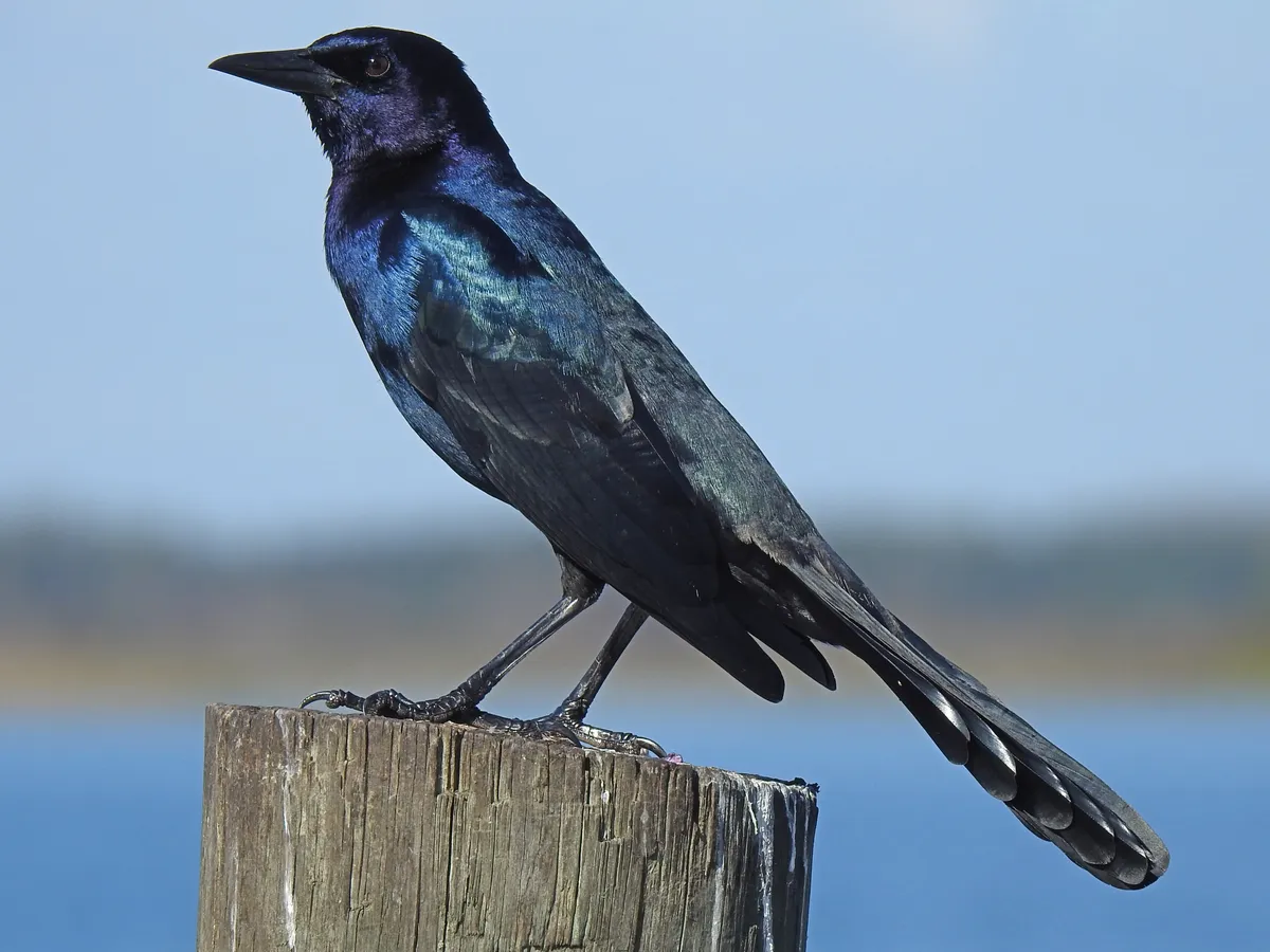 Boat-tailed Grackle