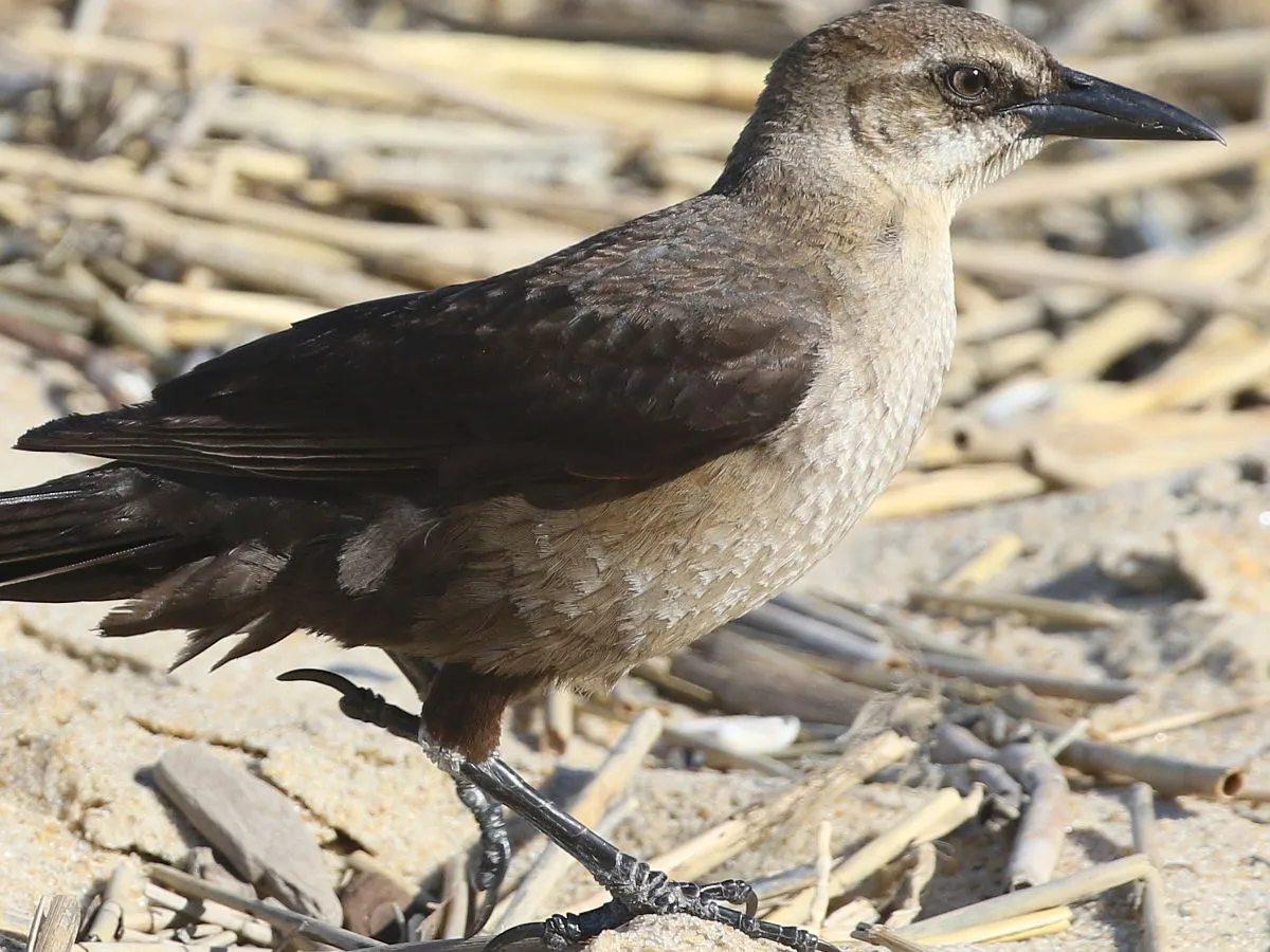 Boat-tailed Grackle
