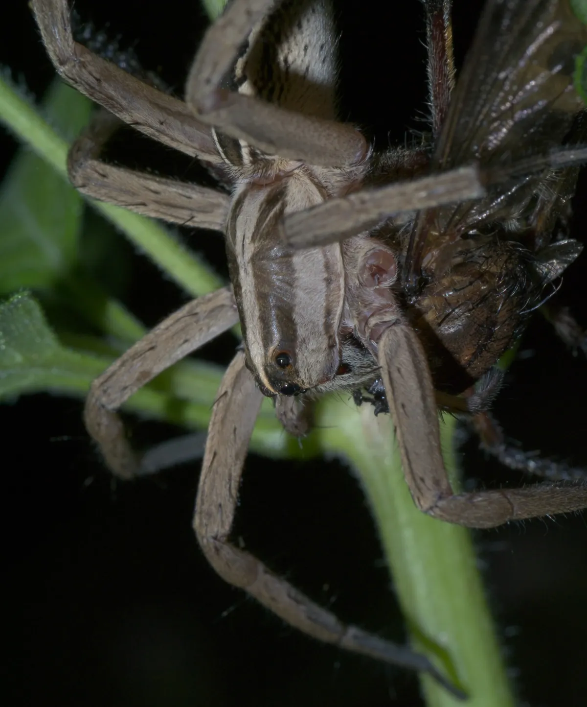 Araña Lobo Rápida
