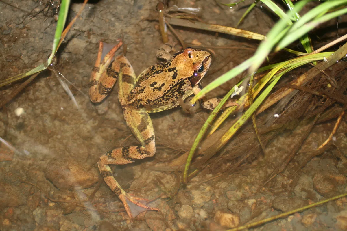 Rana de los Pantanos