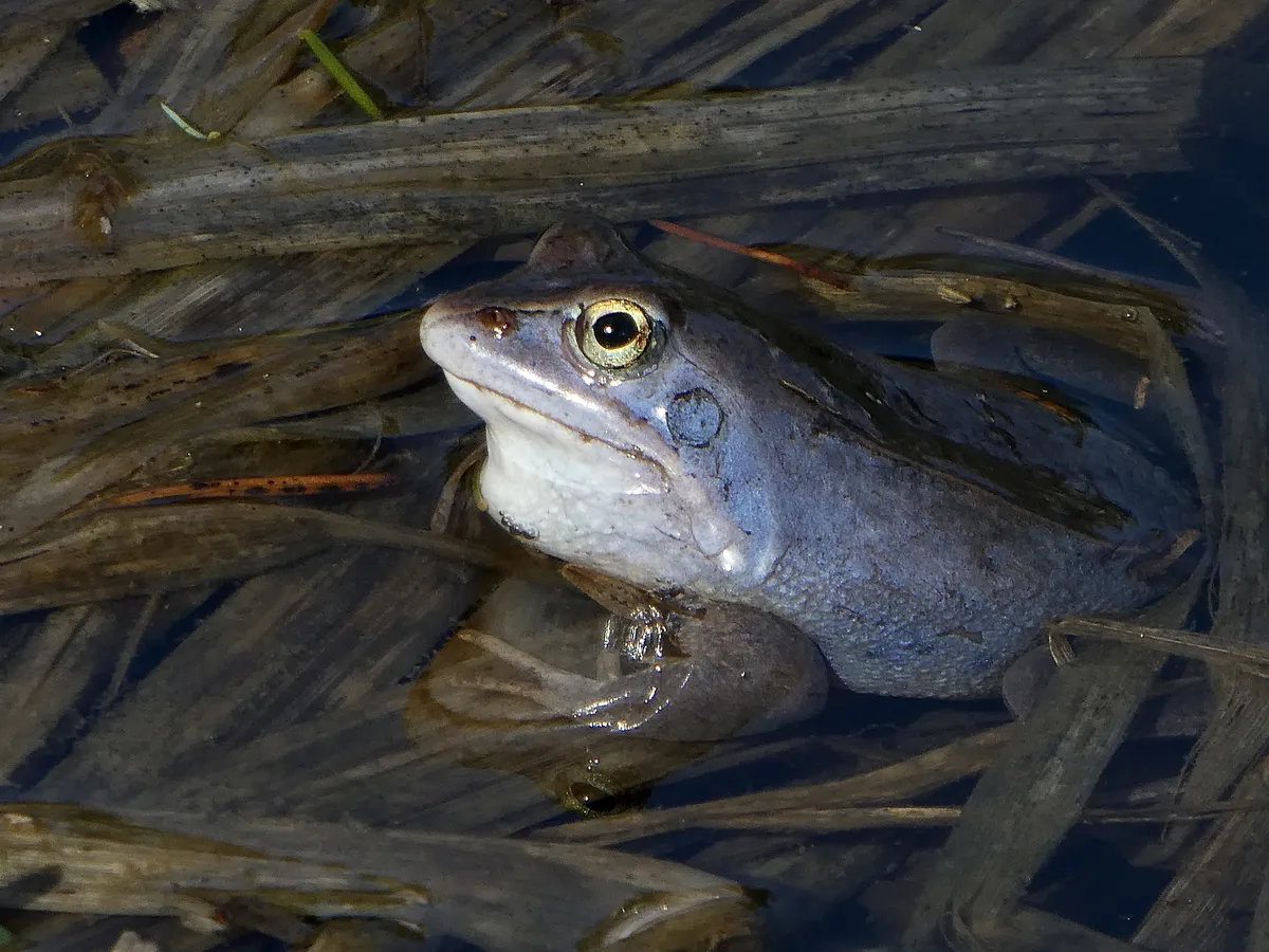 Rana de los Pantanos