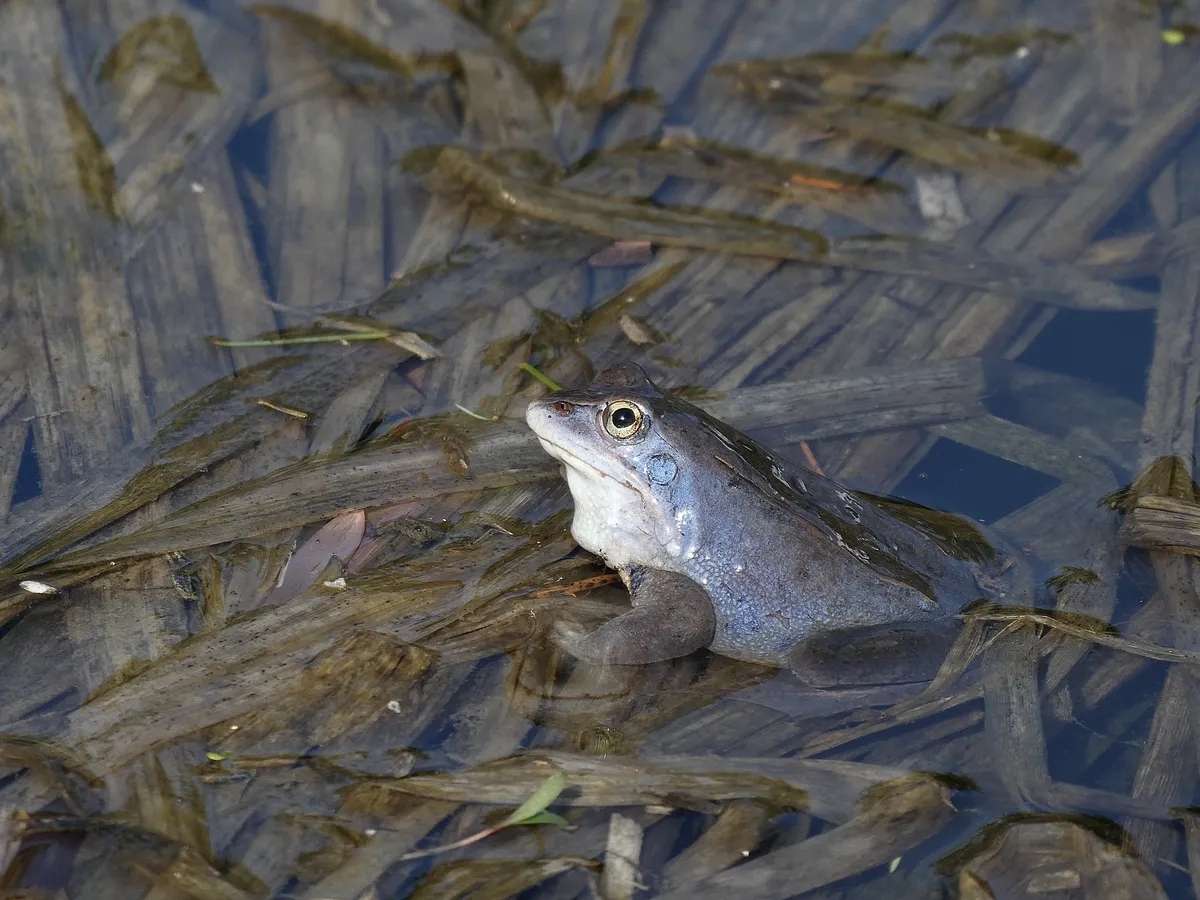 Rana de los Pantanos