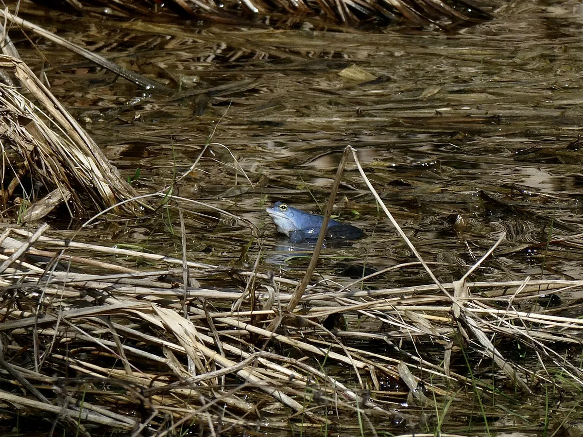 Rana de los Pantanos