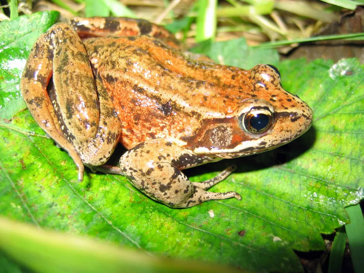 Red-legged frog