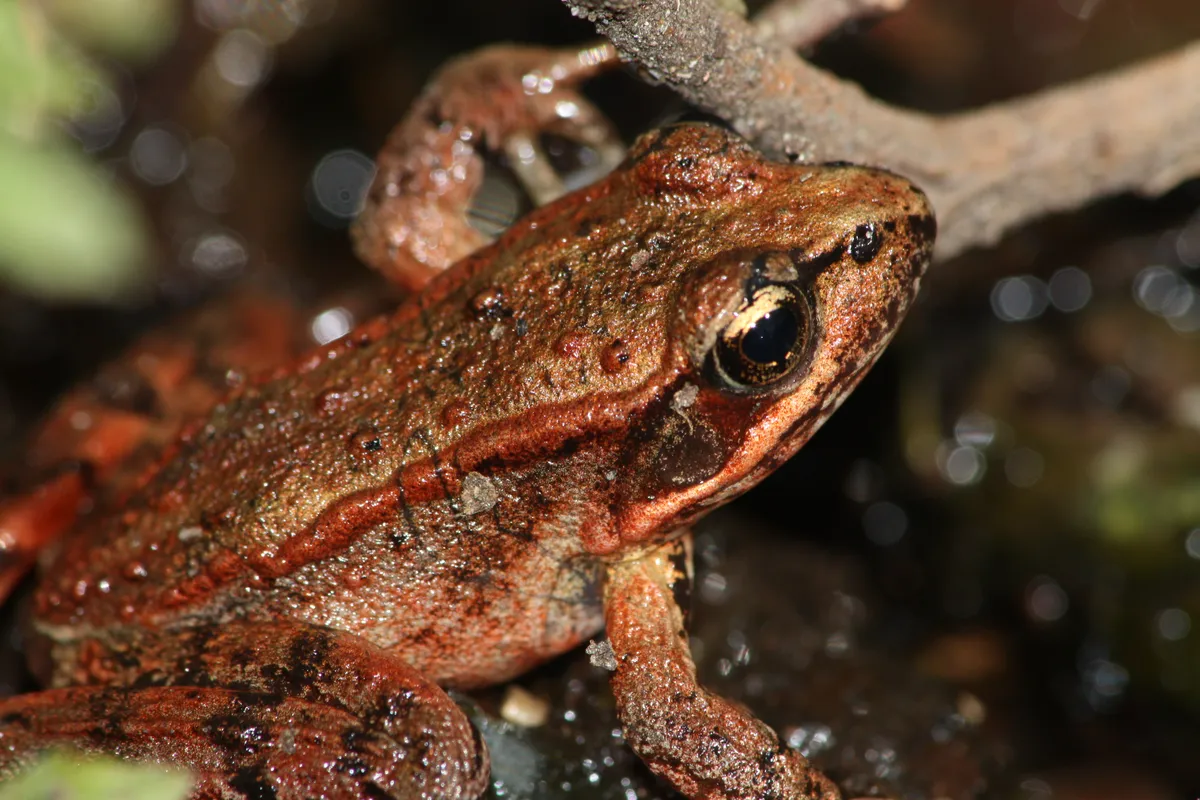 Red-legged frog