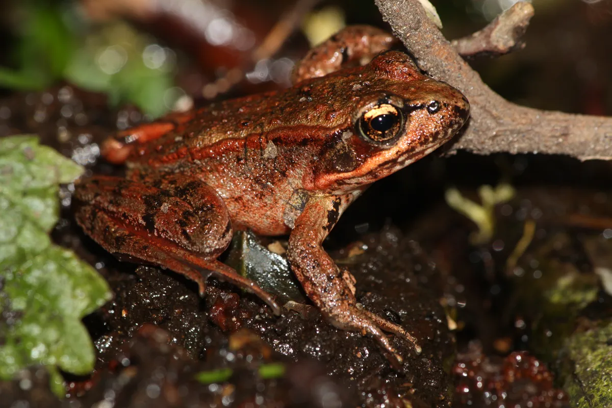 Red-legged frog