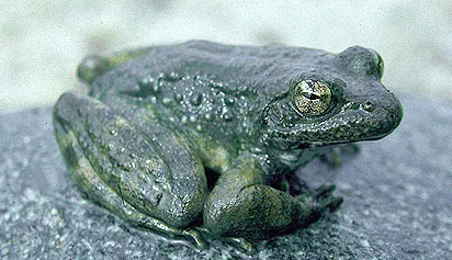 Foothill Yellow-legged Frog