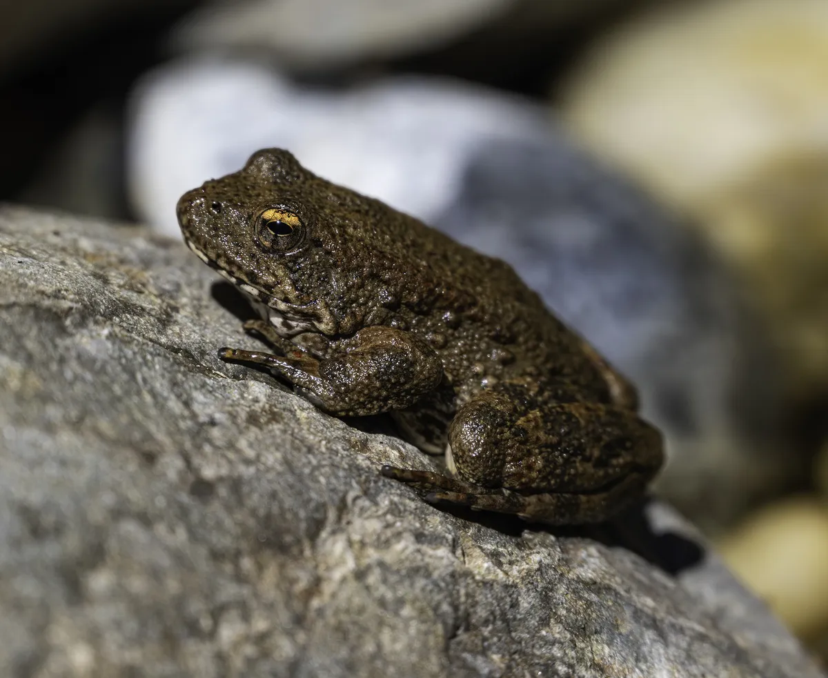 Foothill Yellow-legged Frog
