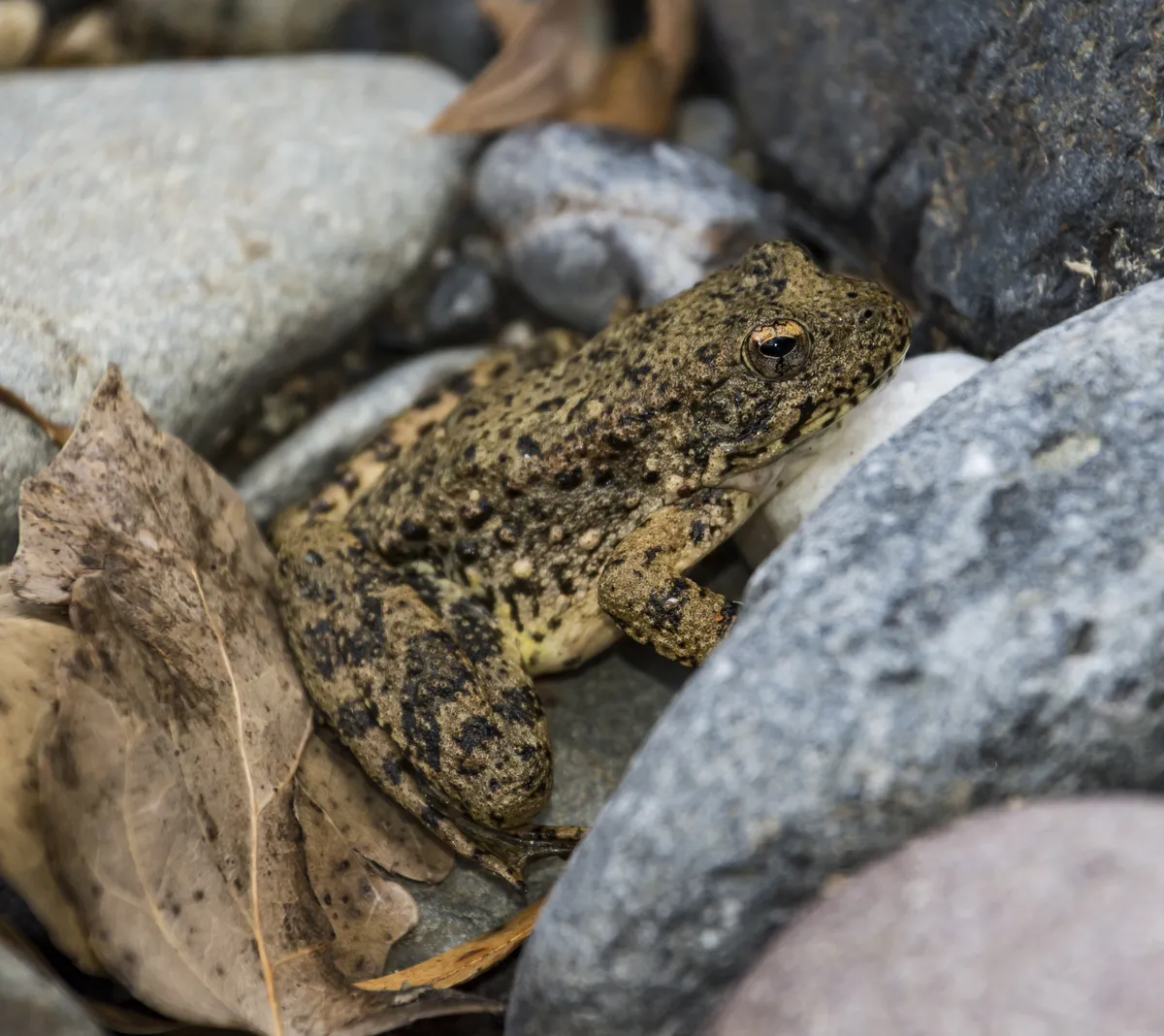 Foothill Yellow-legged Frog