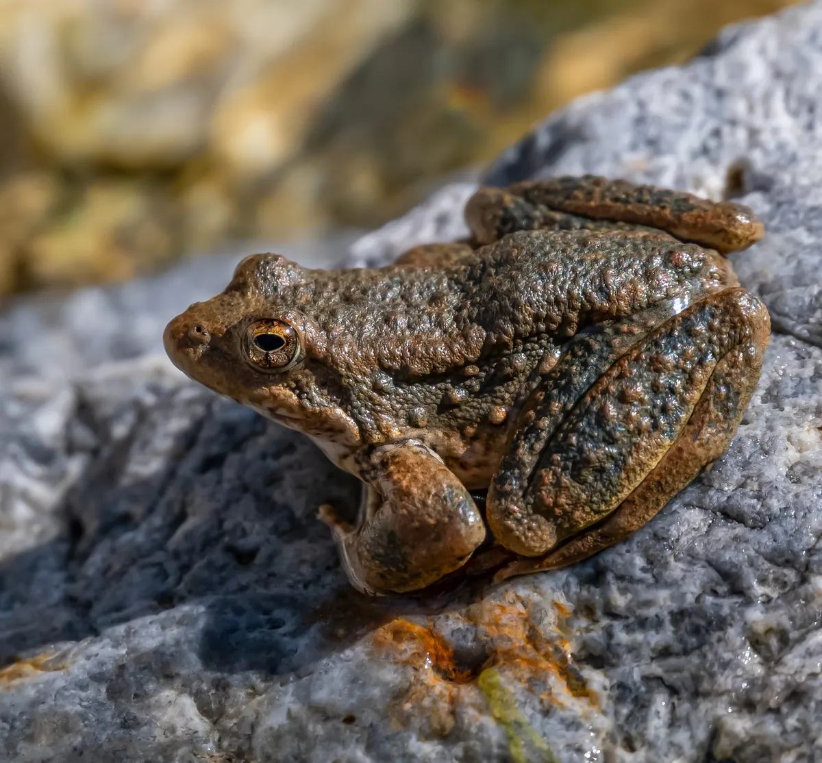 Foothill Yellow-legged Frog