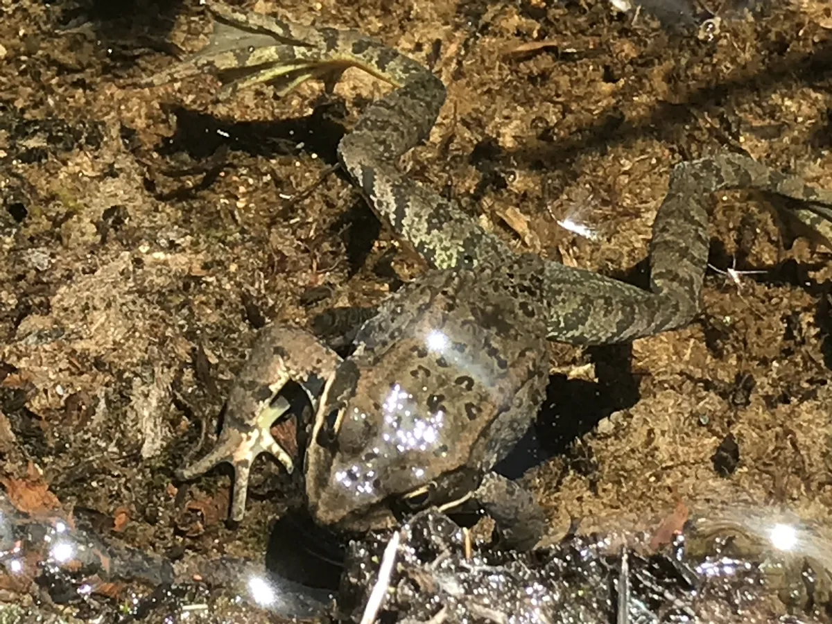 Rana de las Cascadas