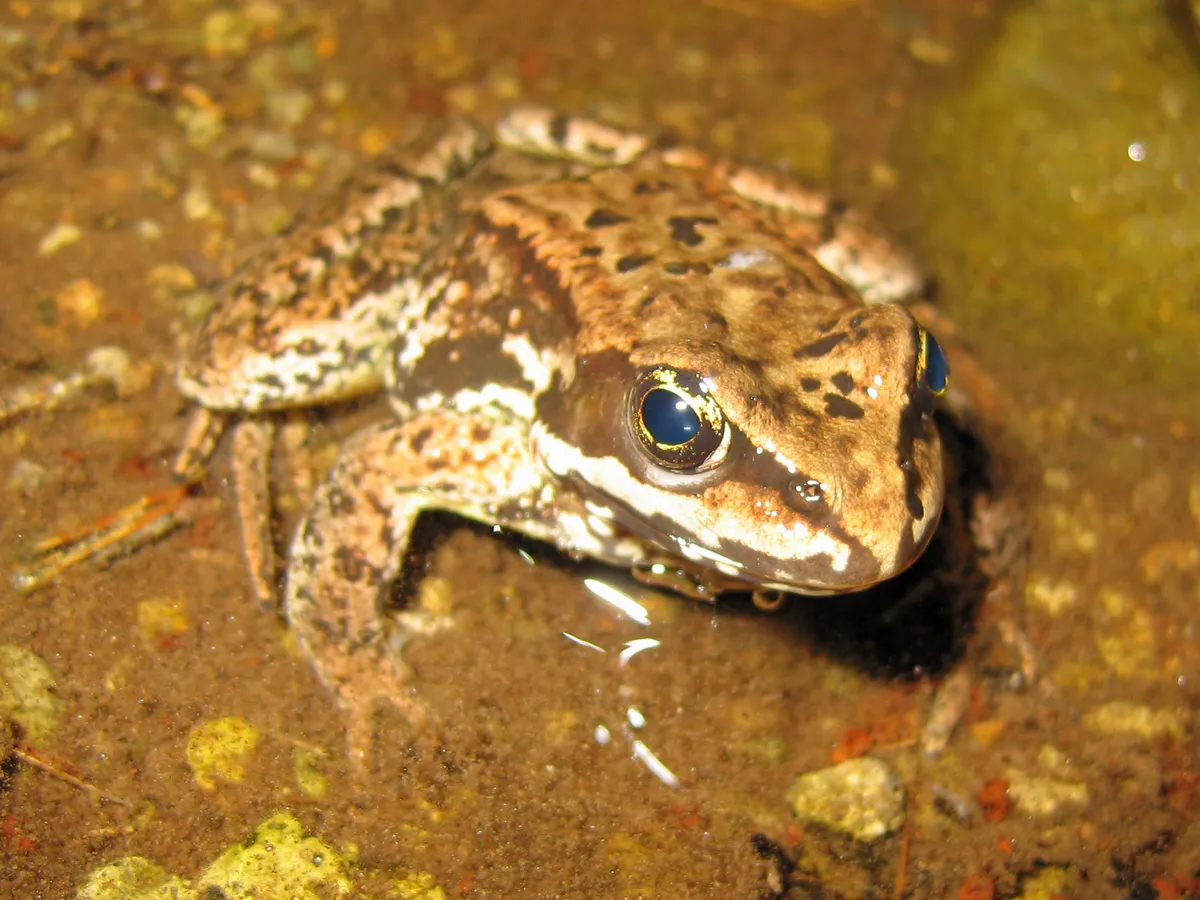 Rana de las Cascadas