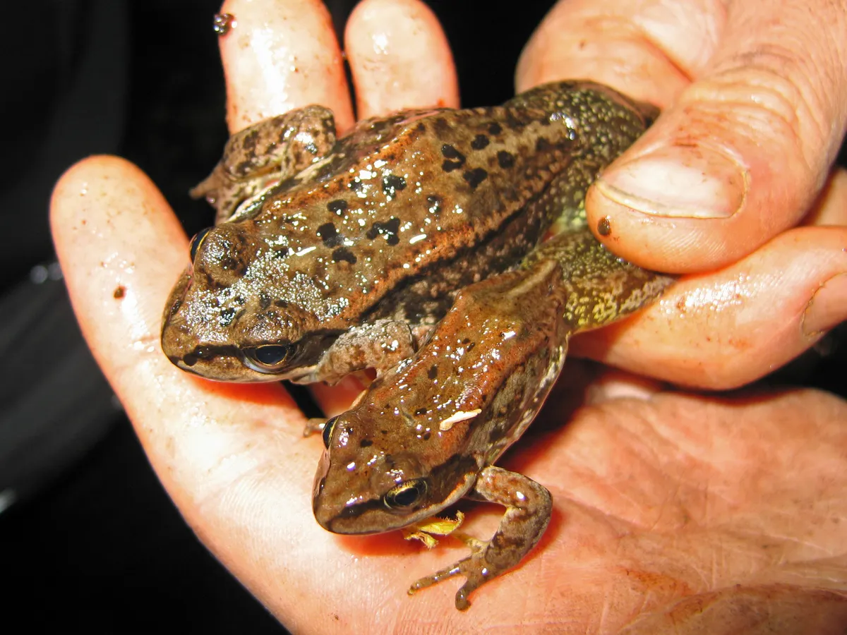 Rana de las Cascadas