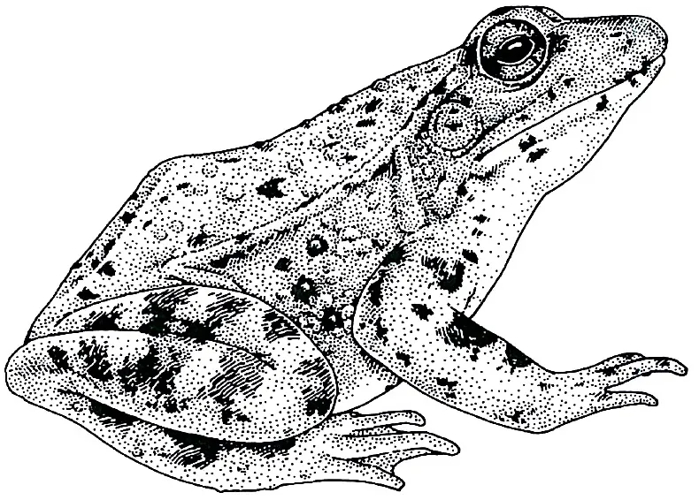 Rana draytonii