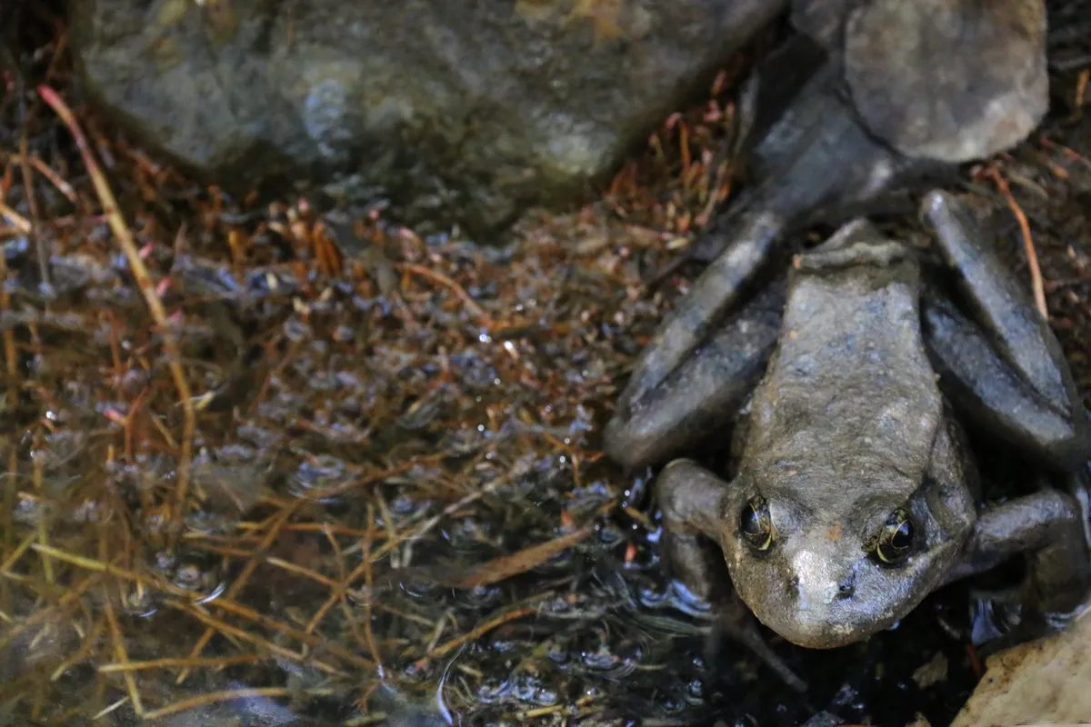California Red-legged Frog