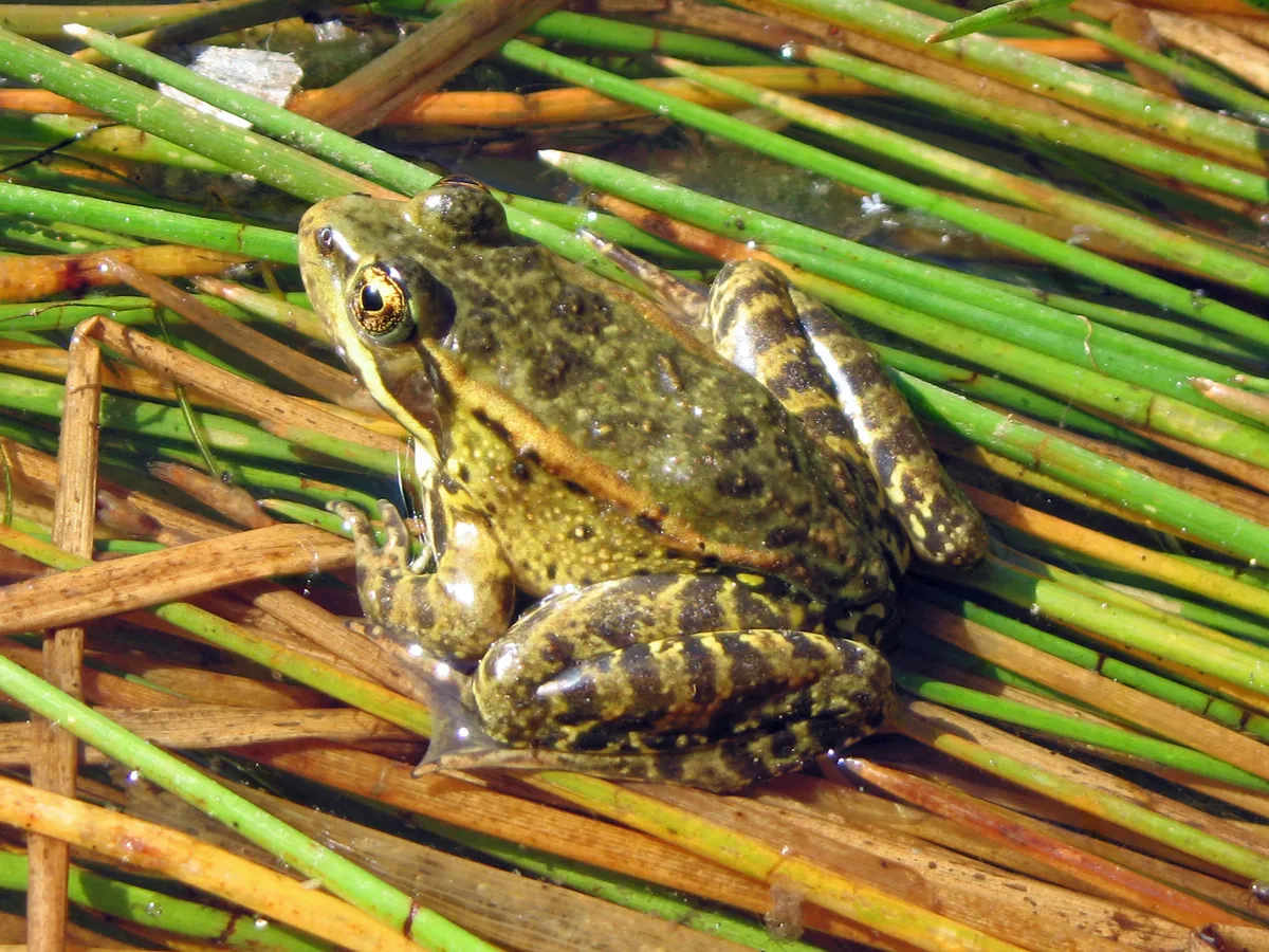 California Red-legged Frog