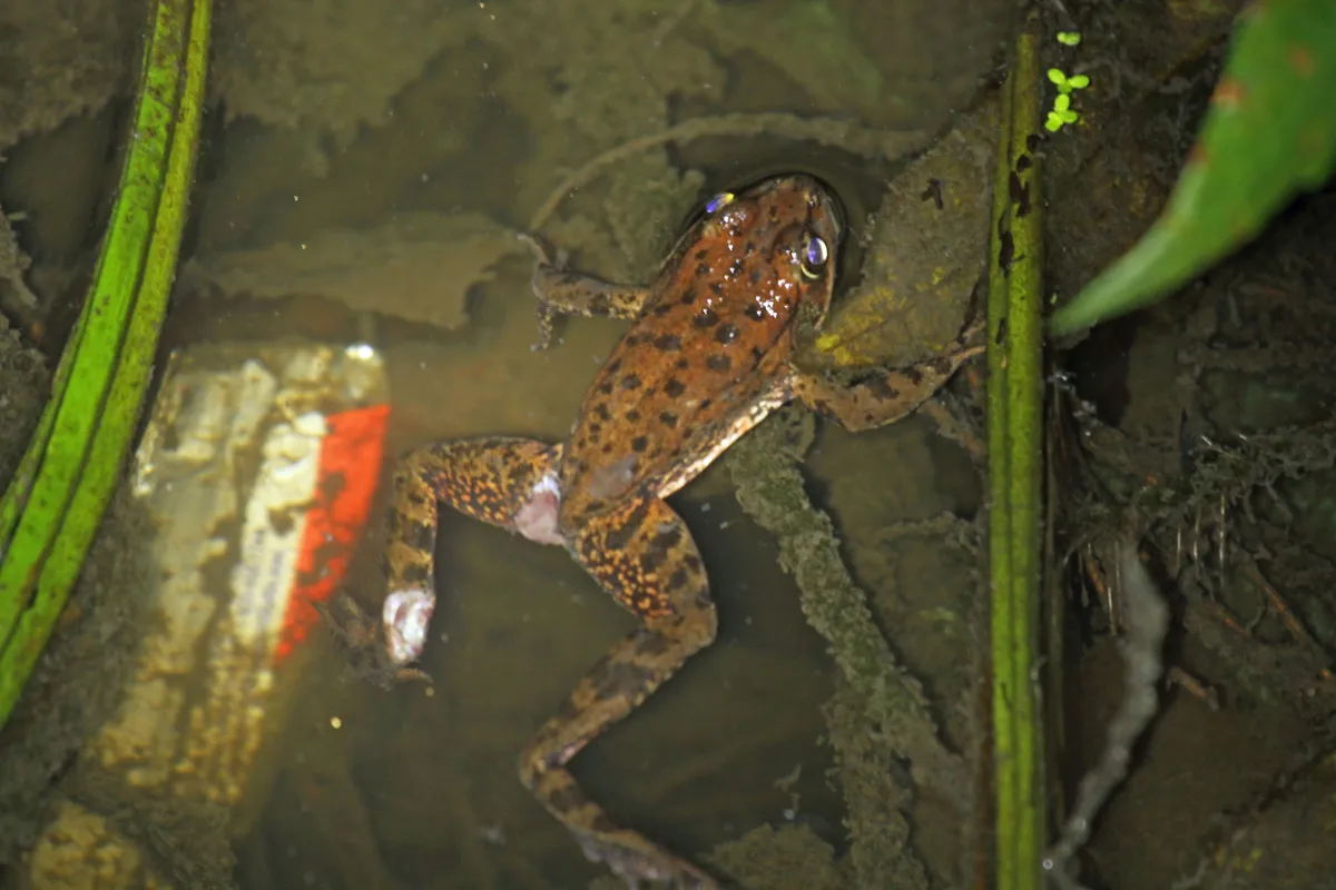California Red-legged Frog