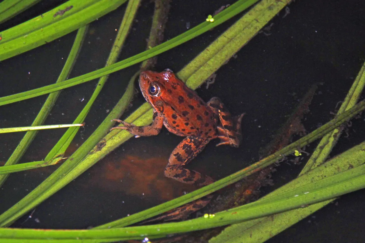 California Red-legged Frog