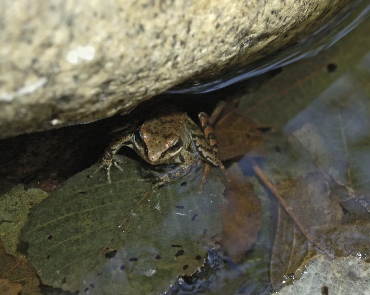 Iberian Frog