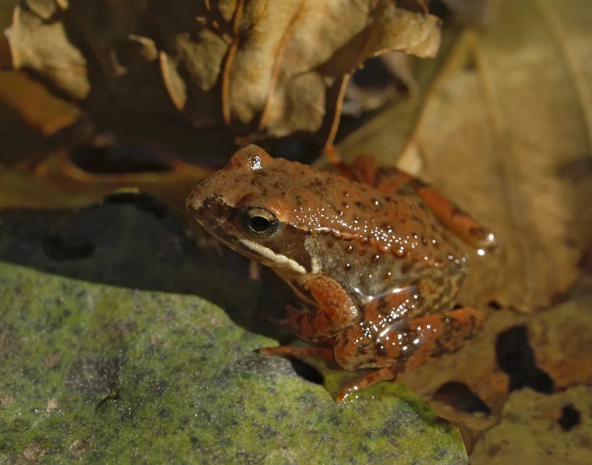 Iberian Frog