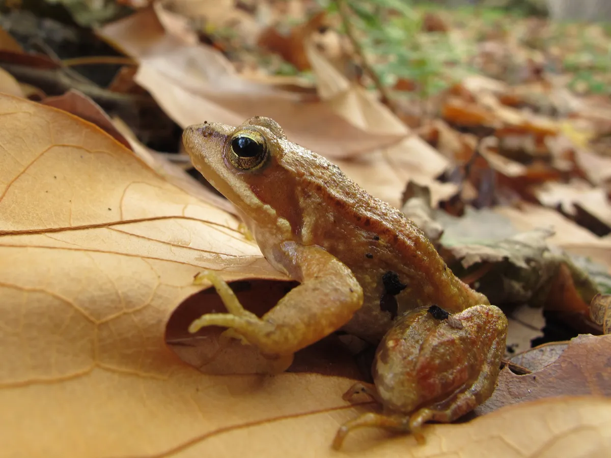 Iberian Frog
