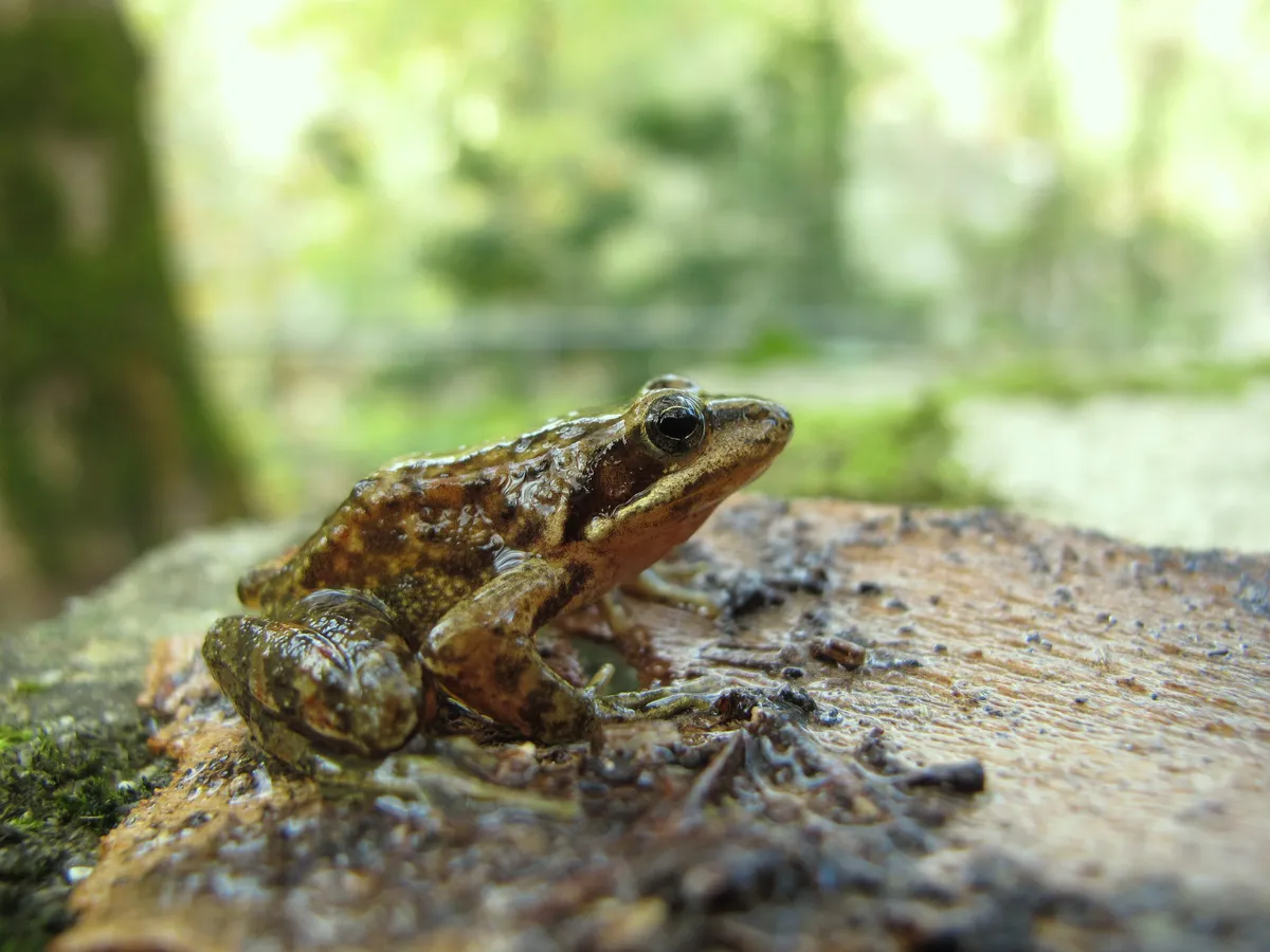 Iberian Frog