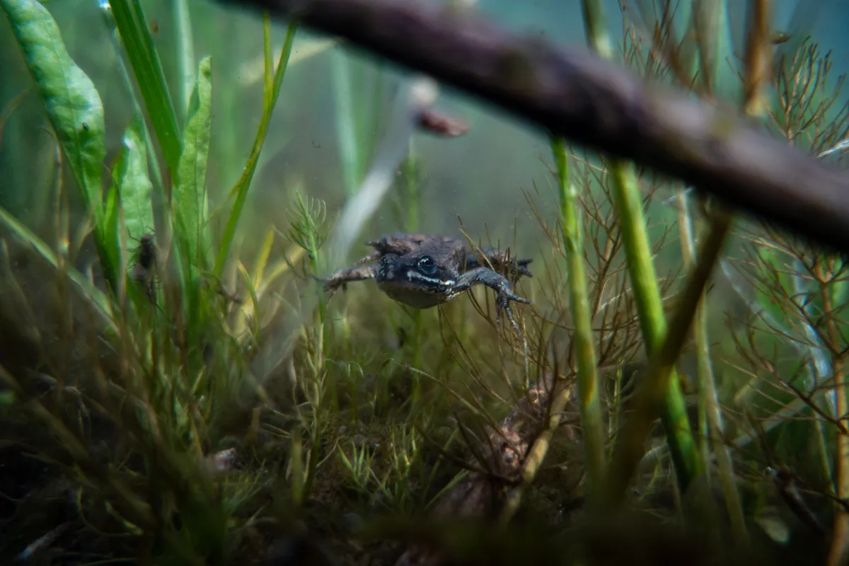 Columbia Spotted Frog