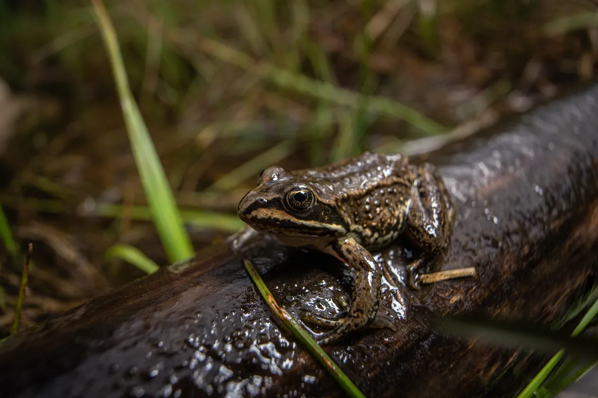 Columbia Spotted Frog