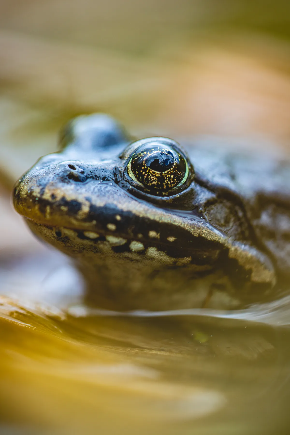 Columbia Spotted Frog