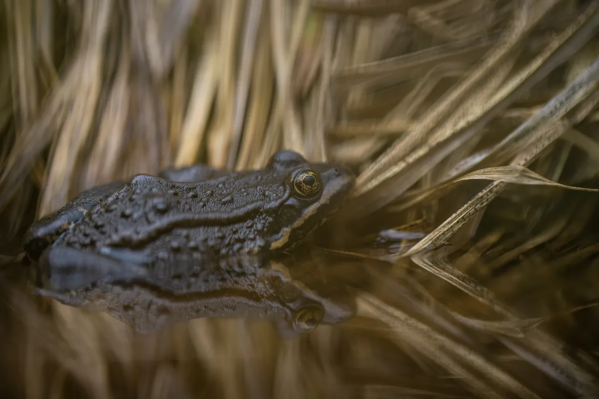 Columbia Spotted Frog