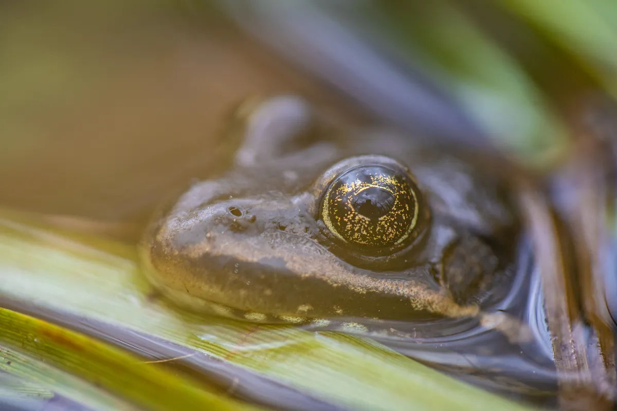 Columbia Spotted Frog